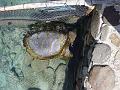 tortue