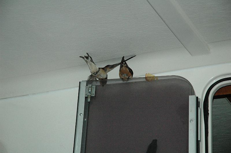 oiseaux.jpg
