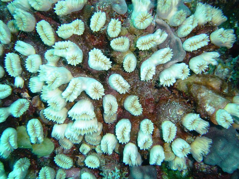 corail.jpg -                                
