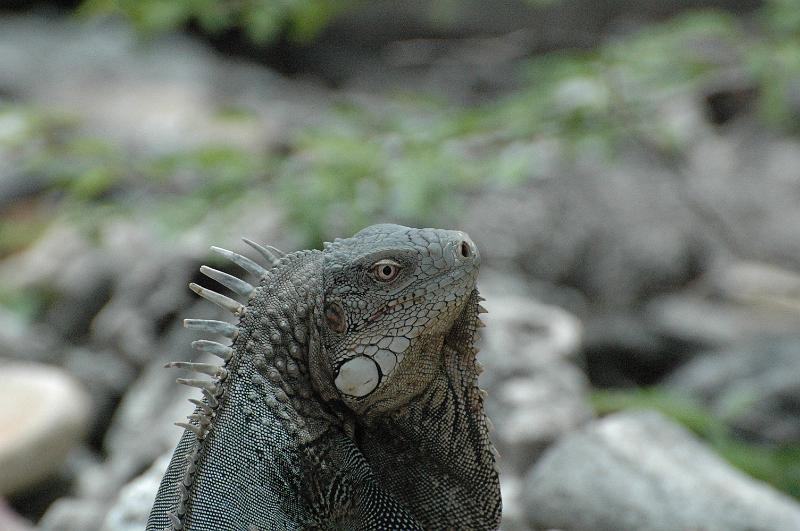 iguane.jpg