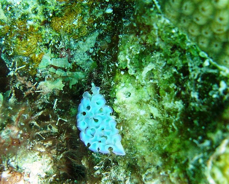 nudibranche.jpg -                                